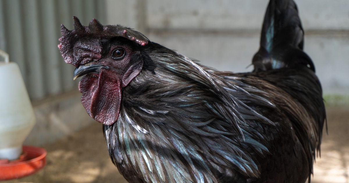 Ayam Cemani chicken