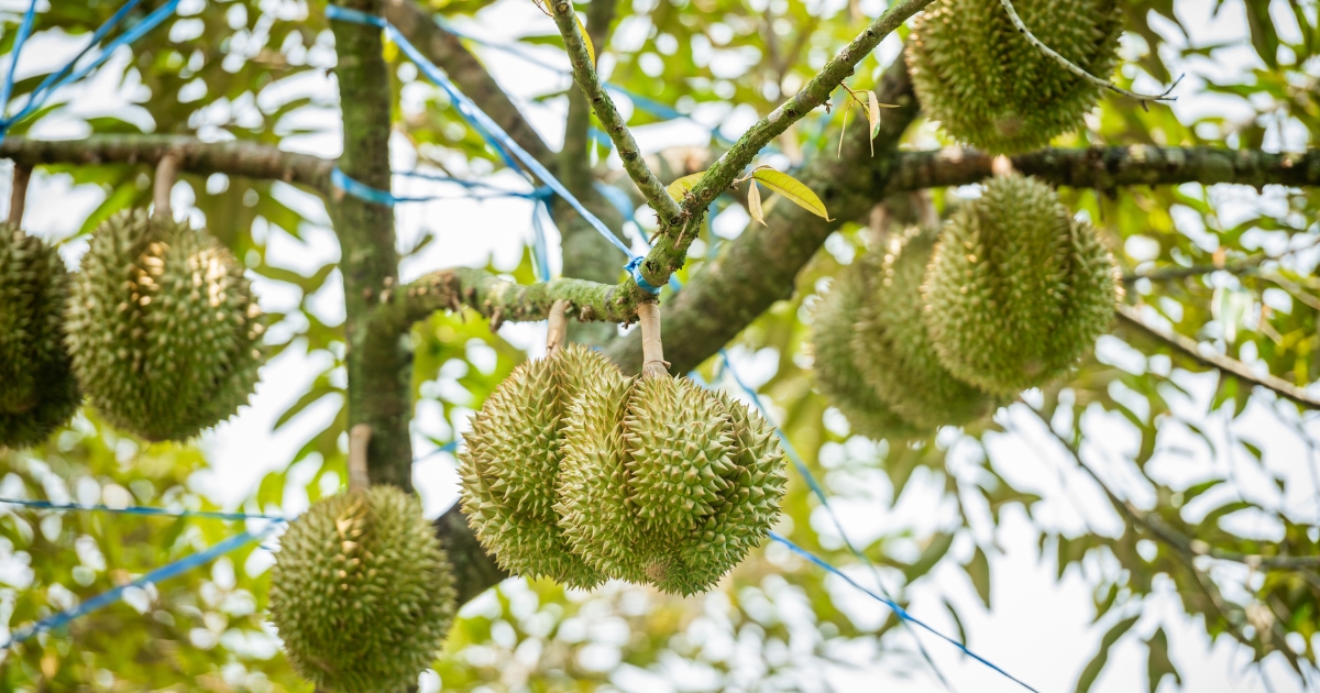 Durian