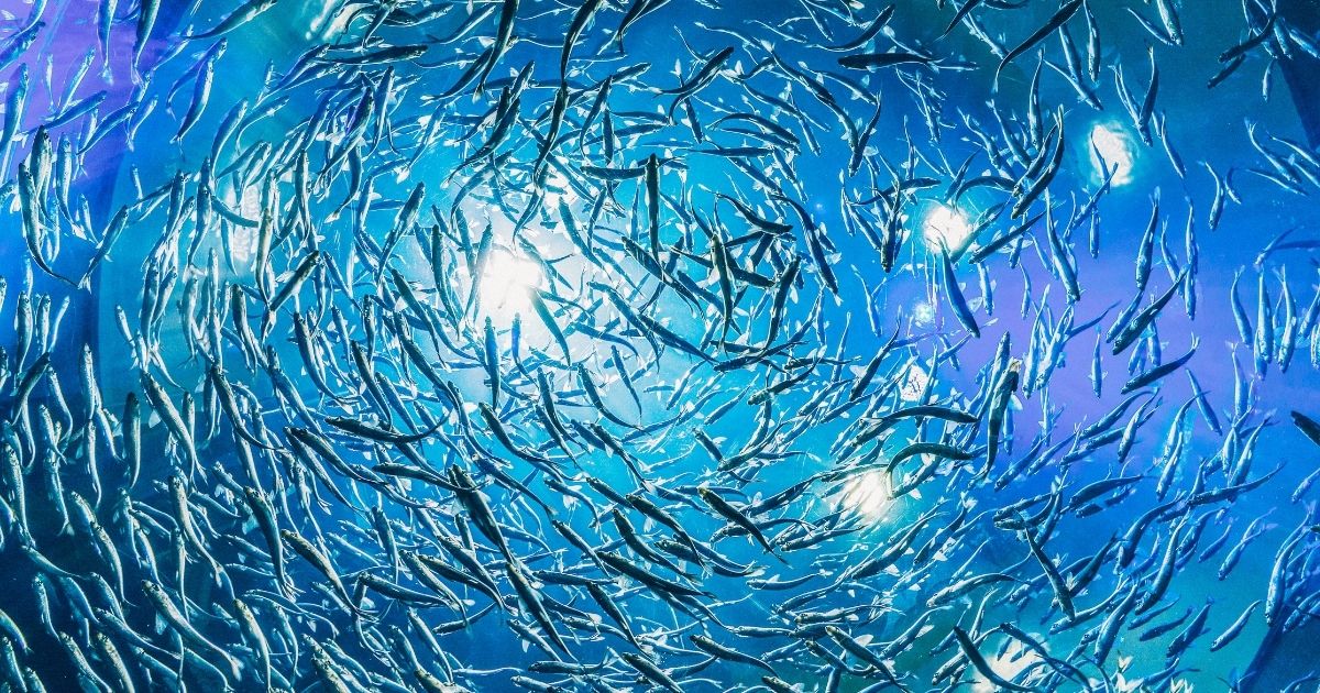 Fish canva
