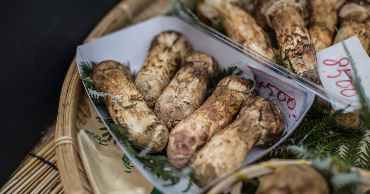 Matsutake mushrooms