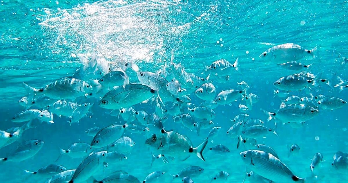 Ocean Life 1200x630