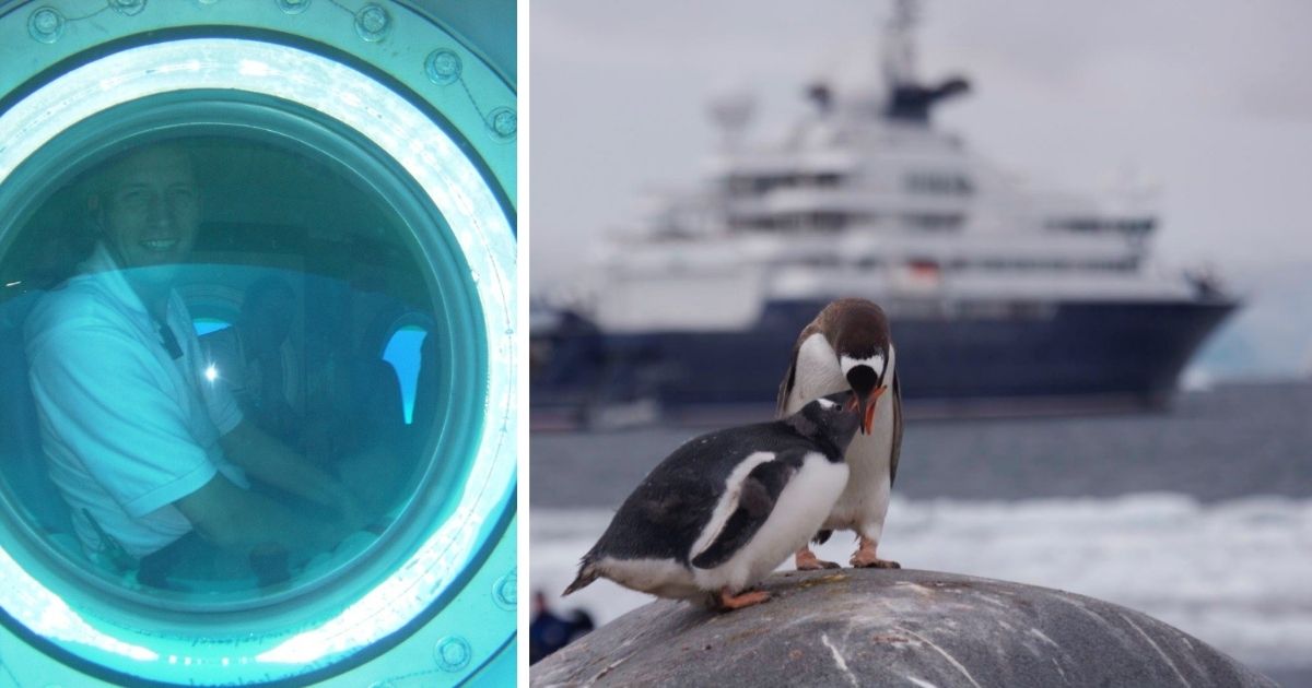 Peter Vogel Porthole Penguins 1200x630jpg