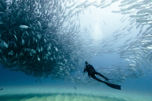 Scuba Safety 4 credit dob