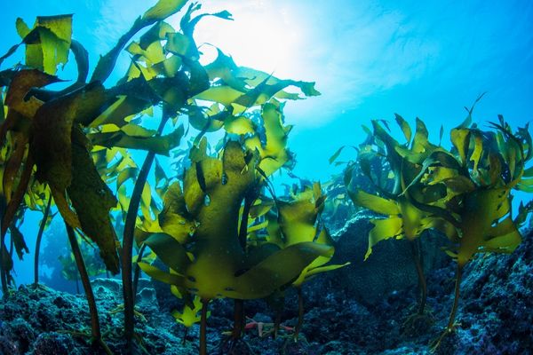 Seaweed 600x400