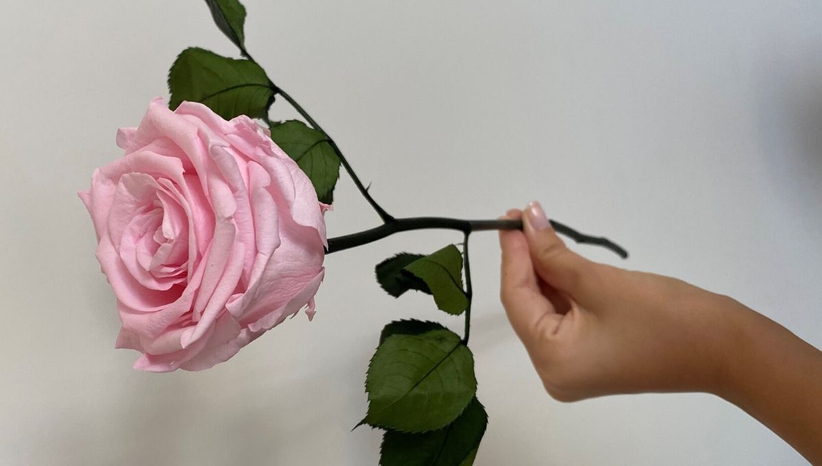 The Roses Empire Singe Rose