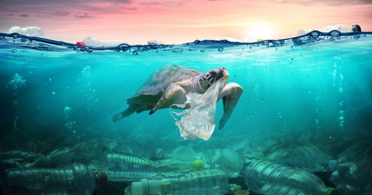 Turtle plastic canva