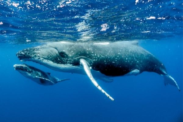 Whales 600x400