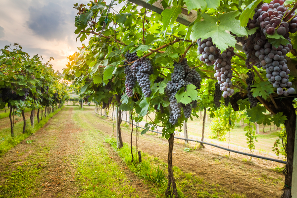 wine black grapes page 75